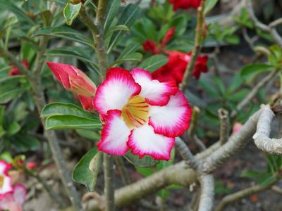 Suculentas: consejos para tener una rosa del desierto florida durante el verano