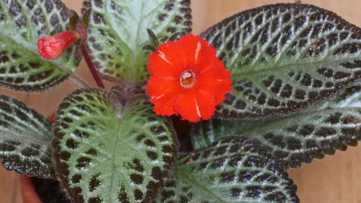 Planta. Fuente: (Instagram)