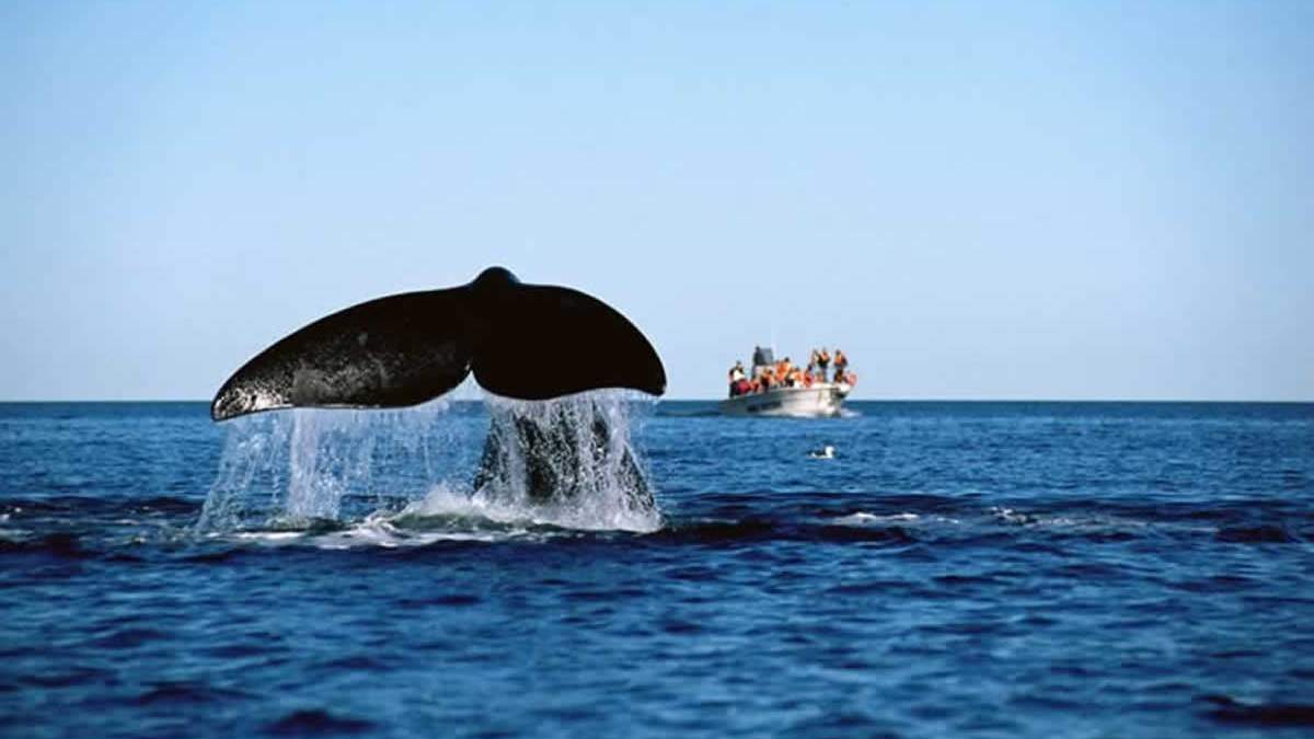 Avistaje de ballenas en Las Grutas. Fuente: (Twitter)