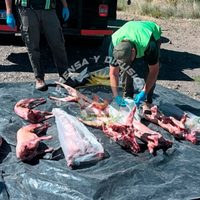 Importante secuestro de carne transportada de manera irregular en el Norte de Neuquén