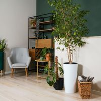 3 plantas que crecen como árboles y podés tener adentro de tu casa en cualquier esquina