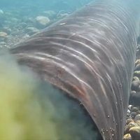 Guías de pesca y comerciantes reclaman inversiones urgentes ante la contaminación del Chimehuín