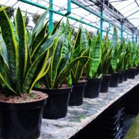 Practicá este facilísimo truco para que tu planta de Sansevieria tenga las hojas más verdes