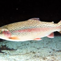 Japoneses comerán truchas de la cuenca del Limay
