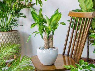 6 plantas de interior que se cuidan solas y le dan a tu hogar un aire sofisticado