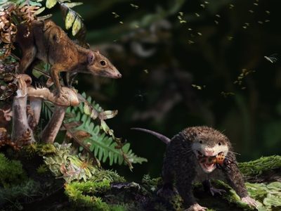 El estirón de la pubertad se remonta a hace 150 millones de años