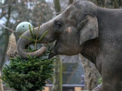Es Navidad para los elefantes: árboles sin vender son alimento en el zoo de Berlín