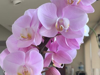 Plantas: los trucos claves que tenés que conocer para cuidar tus orquídeas y que estén hermosas