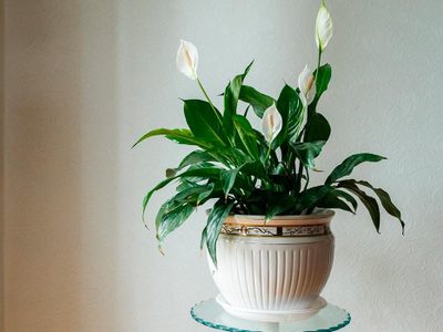 La bella planta de moda que tenés que poner en tu habitación porque purifica el aire