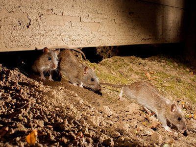 Hantavirus: recomendaciones para prevenir contagios