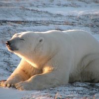Declinó la población de "la capital mundial de los osos polares" en Canadá