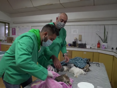 Cuándo habrá castraciones especiales de gatos en Parque Industrial
