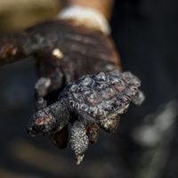 Desastre ecológico en Israel: un derrame de crudo obliga a cerrar las playas