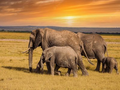 La sequía de Kenia se endurece y ya se llevó a 205 elefantes salvajes