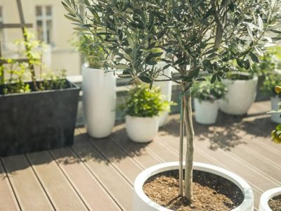 4 árboles que podés cultivar en maceta y que embellecen cualquier rincón