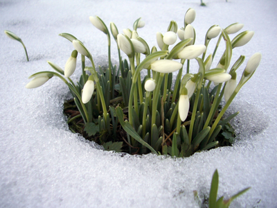 En medio de tanto frío, estas son las plantas perfectas para tu jardín en invierno