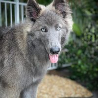 Pastor Blue Bay, la raza del “perro lobo” de Buenos Aires que se hizo viral