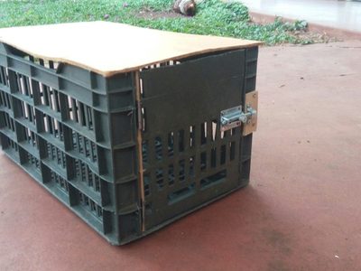 Con 2 cajones de verdulería plásticos: creá esta fabulosa mesa ratona y "low cost" para tu living