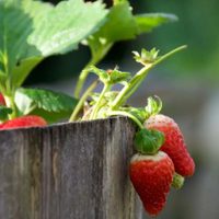 El truco de los viveristas para elegir los mejores plantines de frutilla para tener frutas todo el año