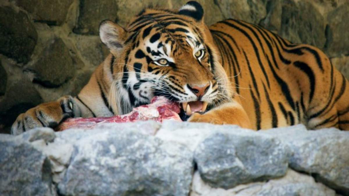 Un zoológico en Dinamarca está solicitando donaciones de mascotas pequeñas como alimento