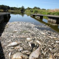 Hallan miles de peces muertos en la frontera entre Polonia y Alemania: temen un desastre ecológico