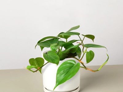 Las plantas perfectas para vagos: solo necesitan riego cada 20 días y llenan de elegancia tu hogar