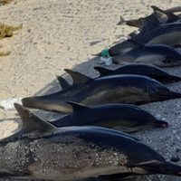 Un vecino denunció que tiraron en la basura a los delfines de San Antonio Este