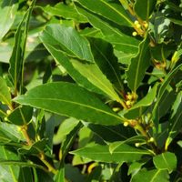 La poderosa planta que debés poner debajo de tu almohada para conciliar el sueño y dormir toda la noche