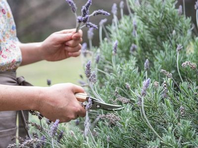 Esto es lo que tenés que hacer con tu planta de Lavanda en pleno invierno si querés que explote de flores