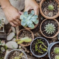 Sin químicos y totalmente gratis: el truco para mantener a tus suculentas hermosas y sanas todo el invierno