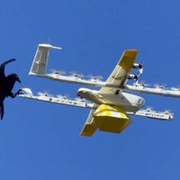 Aves atacan drones de Google y obligan a suspender entregas aéreas a domicilio (Video)
