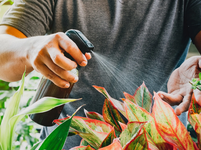 5 plantas que tenés que tener en tu huerto para alejar totalmente las plagas