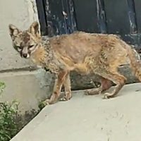 Capturan a un zorro que deambulaba en la estación Rosario del Metro