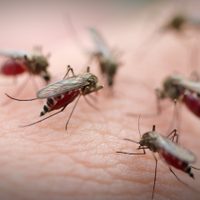 Alto riesgo de dengue en la Ciudad de Buenos Aires: dónde se concentra el mayor foco de contagio