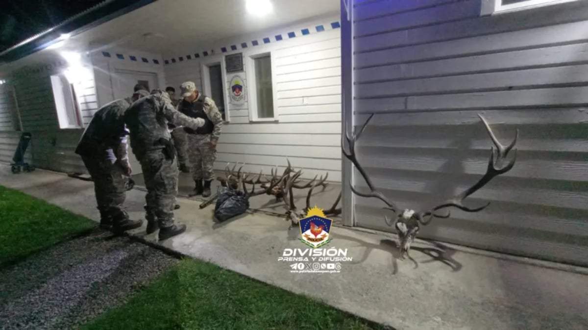 Los cuernos de ciervos que fueron hallados. Fuente: (Policía de Neuquén)
