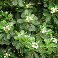 La planta elegante y de bajo mantenimiento que regala flores con un exquisito perfume para tu casa o jardín