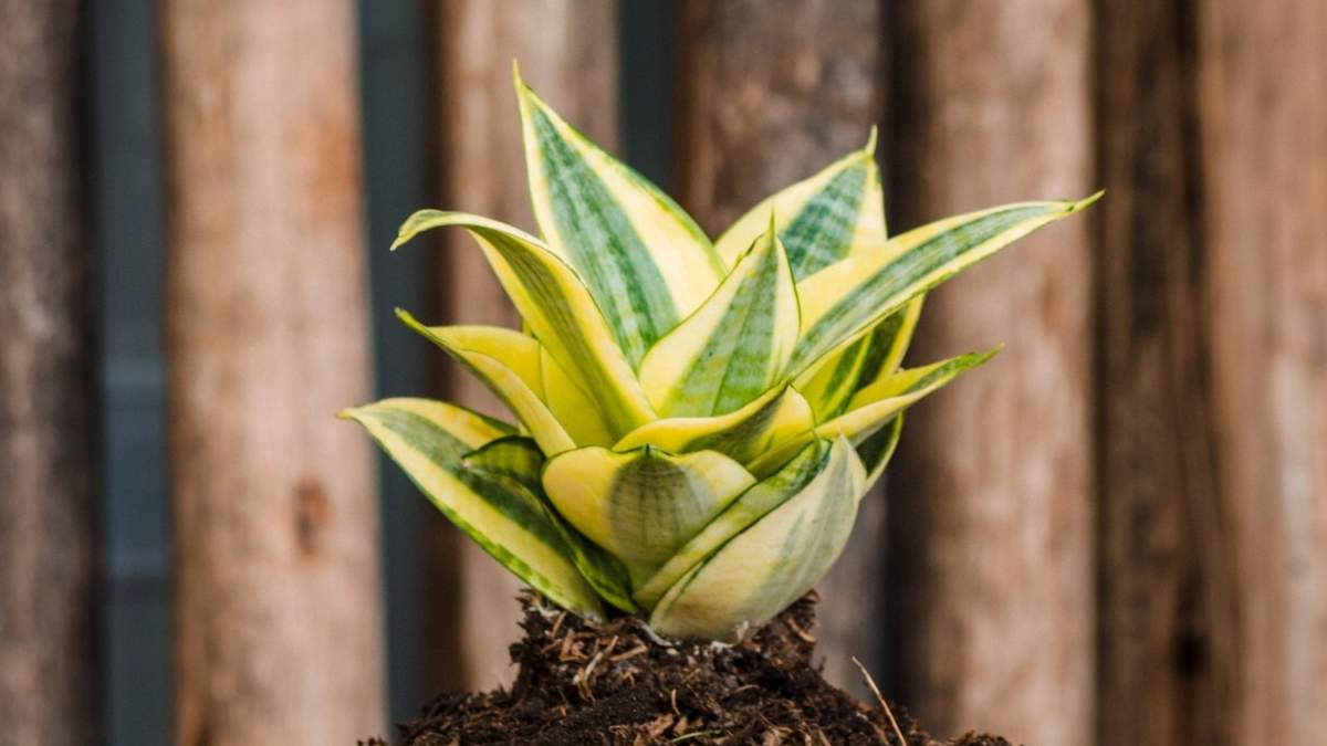 Sansevieria enana. Fuente: (Instagram)