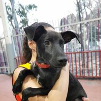 Las mascotas perdidas tras la erupción en La Palma, podrán ser reencontradas en este sitio web
