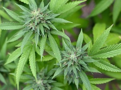 Es oficial: el gobierno buscará despenalizar la marihuana este año