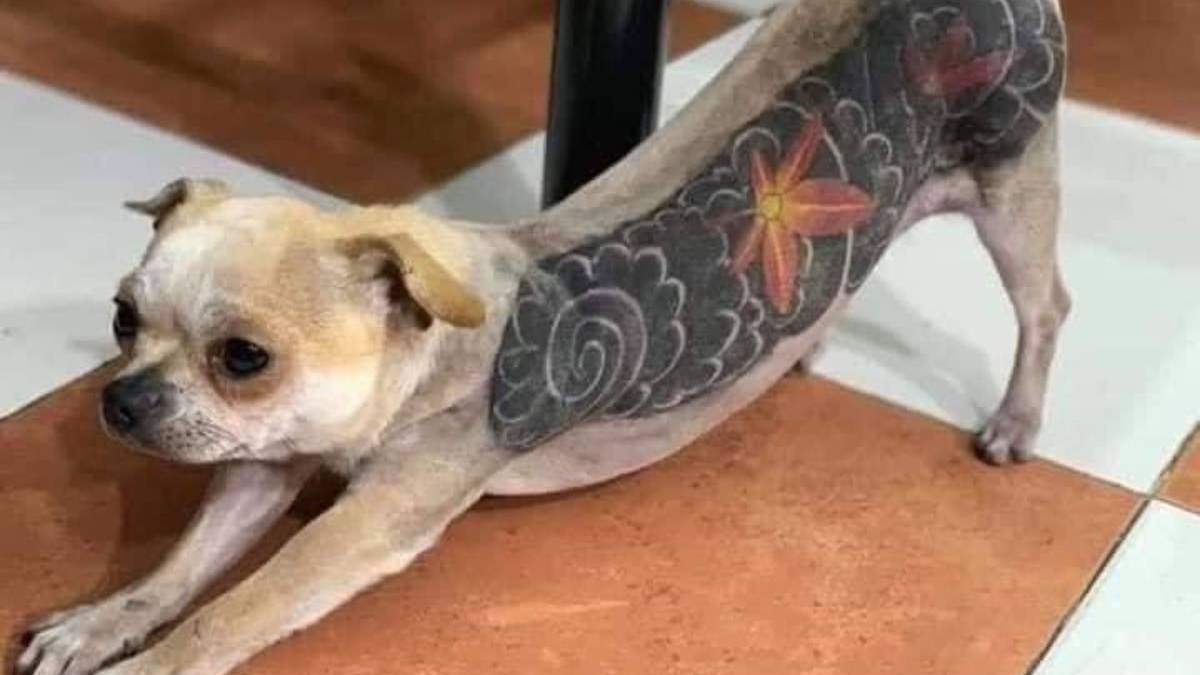 Un tatuaje "estético" en un perro