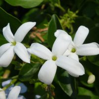 El Jazmín que necesitan todos los principiantes: crece rápido y da sus flores más hermosas en primavera