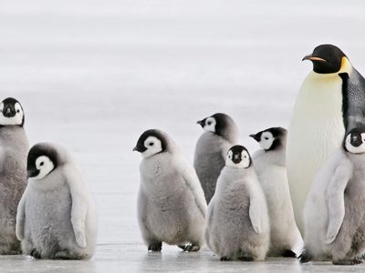 Curiosidades sobre los pingüinos, emblema de la Patagonia austral