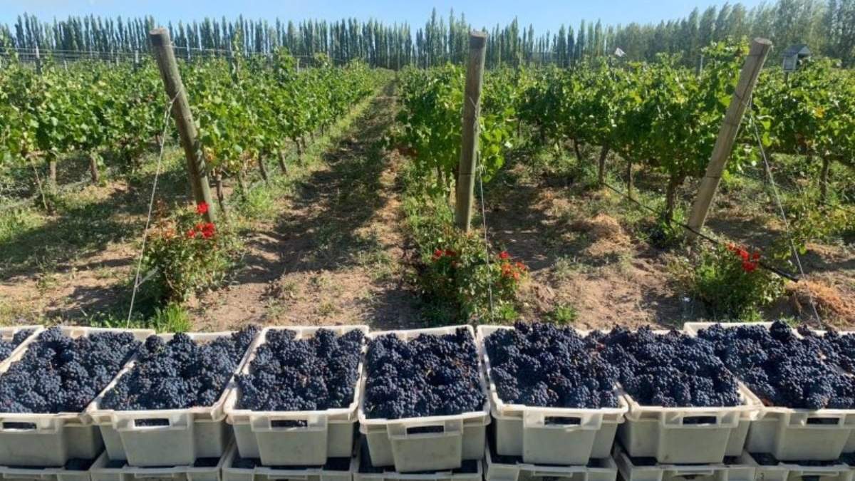 Pinot Noir en su mes. Fuente: (Instagram)