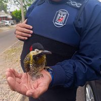La Policía al servicio del pajarito