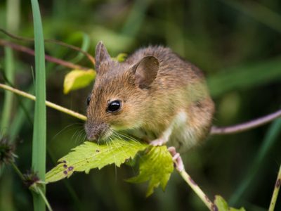 Hantavirus: tras detectar el primer caso en la región, investigan dónde se contagió
