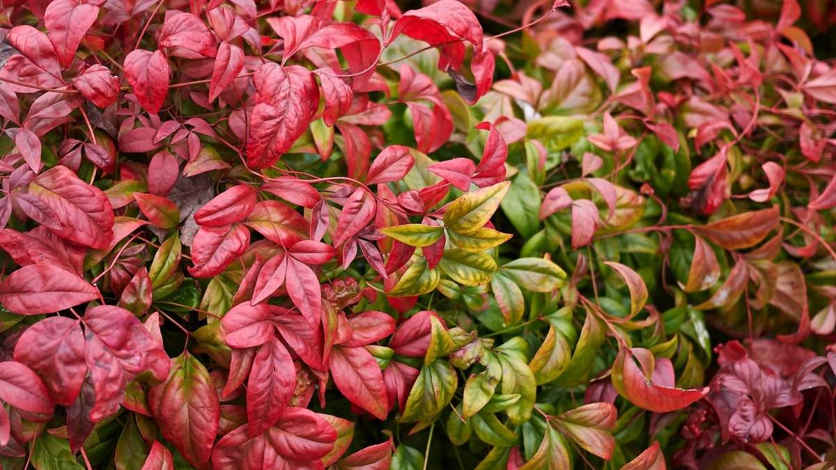 Planta. Fuente: (X)