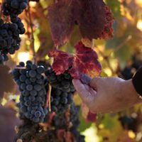 Bodegas de Argentina agradecen a los trabajadores del sector