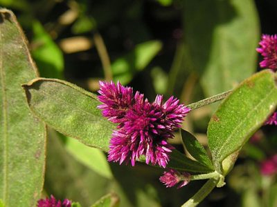 Crece mucho y tiene flores hermosas: la planta perfecta para decorar tus canteros en pleno invierno