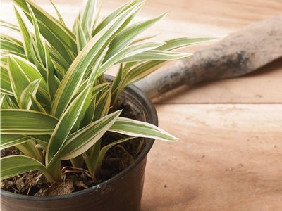 La planta más fácil de “robar”: así de sencillo podés hacer hijos y reproducirla eternamente