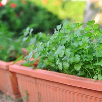 Del jardín a la mesa y al botiquín: la planta que usás en tus comidas y que esconde un poderoso secreto para la salud